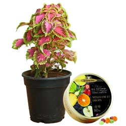 Fantastic Selection of Coleus Plant N Simpkins Tin Candy