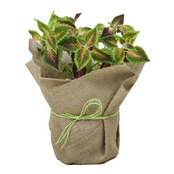 Wonderful Jute Wrapped Coleus Plant