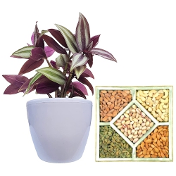 Charming Wandering Jew Plant N Assorted Dry Fruit Gift Set