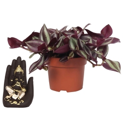 Splendid Wandering Jew Plant N Handcrafted Palm Ganesha Combo