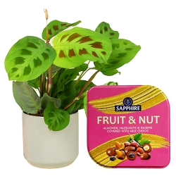 Alluring Combo of Maranta Plant with Sapphire Fruit N Nut Tin to Nipani