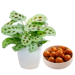 Marvelous Maranta Plant N Gulab Jamun Combo