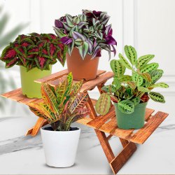 Distinctive Set of 4 House Plants