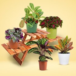 Exclusive Pairing of 5 Potted House Plants