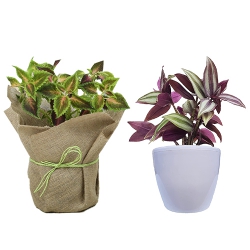 Captivating Coleus Plant N Wandering Jew Plant Combo Set