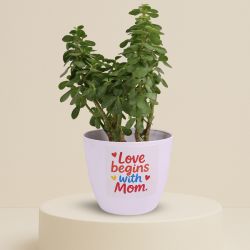 Nurturing Jade Plant in Printed Pot to Alappuzha