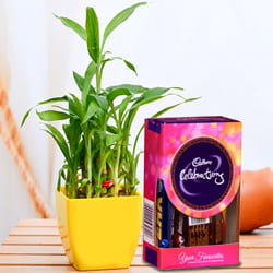 Lovely 2 Tier Lucky Bamboo Plant with Cadbury Celebrations Mini Pack