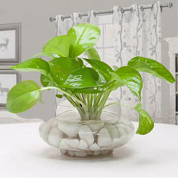 Remarkable Money Plant in Glass Vase to Palai