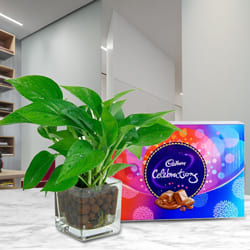 Exclusive Money Plant in Glass Vase with Cadbury Celebrations Pack