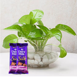 Special Selection of Cadbury Dairy Milk Silk with Good Luck Money Plant  <br> to Irinjalakuda