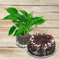 Exclusive Money Plant in Glass Pot with Black Forest Cake