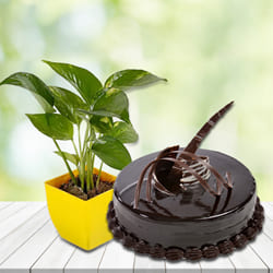 Remarkable Money Plant in Plastic Pot with Chocolate Truffle Cake to Irinjalakuda