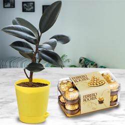 Beautiful Present of Black Rubber Plant with Chocolate to Gudalur (nilgiris)