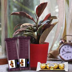 Evergreen Rubber Plant with Chocolate Assortment