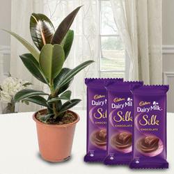 Attractive Pack of Air Purifying Rubber Plant with Chocolates
