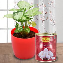 Attractive Selection of Syngonium Plant with Haldiram Rasgulla