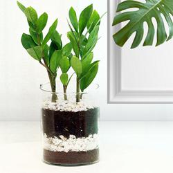 Enchanting Present of Zamia Indoor Plant in a Pot to Irinjalakuda