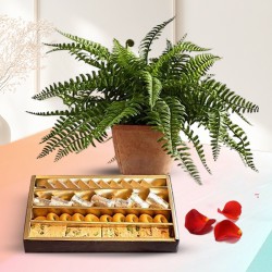 Classic Arrangement of Bostern Fern with Assorted Sweets