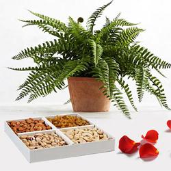Charming Combo of Bostern Fern Live Plant with Dry Fruits