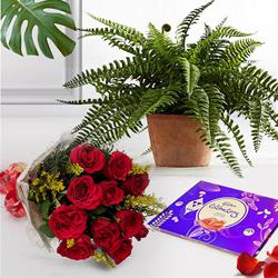 Splendid Combo of Indoor Plant with Chocolate N Rose Bunch