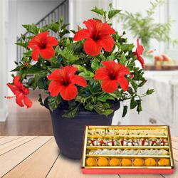 Eye-Catching Hibiscus Flowering Plant with Assorted Sweets