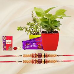 Elegant Rakhi with Indoor Plants Twinning