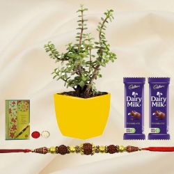 Captivating Jade Plant with Rudraksh Rakhi