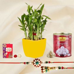 Arresting Lumba Rakhi N 2 Tier Lucky Bamboo Plant