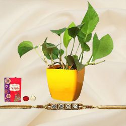 Auspicious Stone Stud Rakhi N Money Plant in a Pot