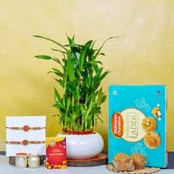Divine Threads with Potted Bamboo n Laddu