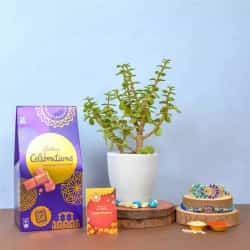 Lumba Rakhi Cadbury N Jade Plant Combo