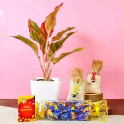 Kids Rakhi with Handmade Choco n Plant to Andaman and Nicobar Islands