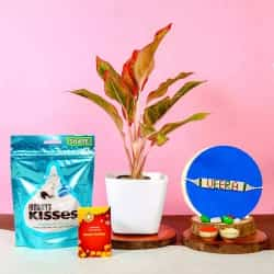 Veera Rakhi Aglaonema Combo with Choco Hersheys