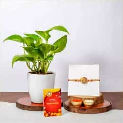 Ganesh Rakhi Aura with Money Plant
