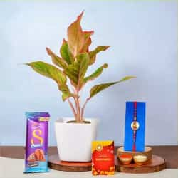 Potted Aglaonema with Kundan Rakhi N Cadbury