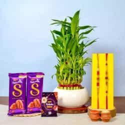 AD Rakhi Potted Bamboo N Cadbury Silk