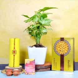 Kundan Rakhi with Plant n Exotic Sweetness