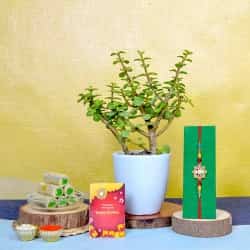 Exclusive Rakhi with Potted Plant n Sweets